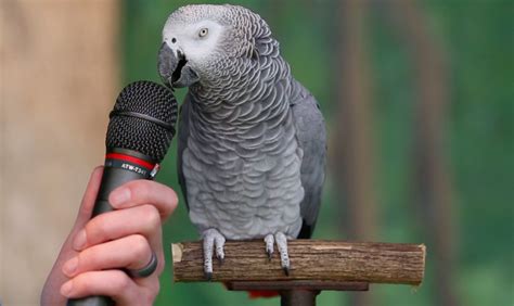 Voices of parrots (3) - sound effect