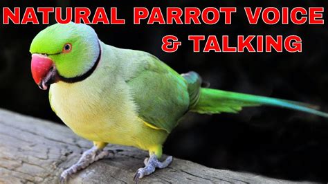Parrot voices (6) - sound effect
