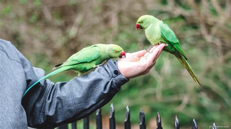 Parrots in the garden - sound effect