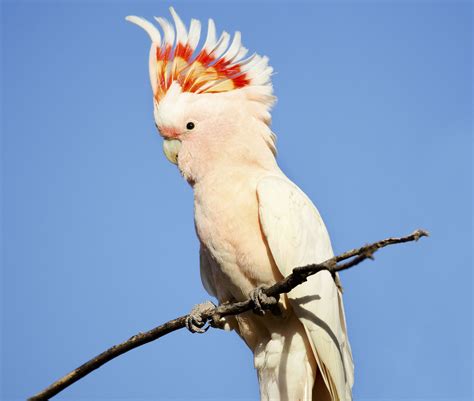 Sound of a cockatoo parrot