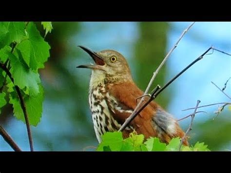 Brown thrasher sings - sound effect