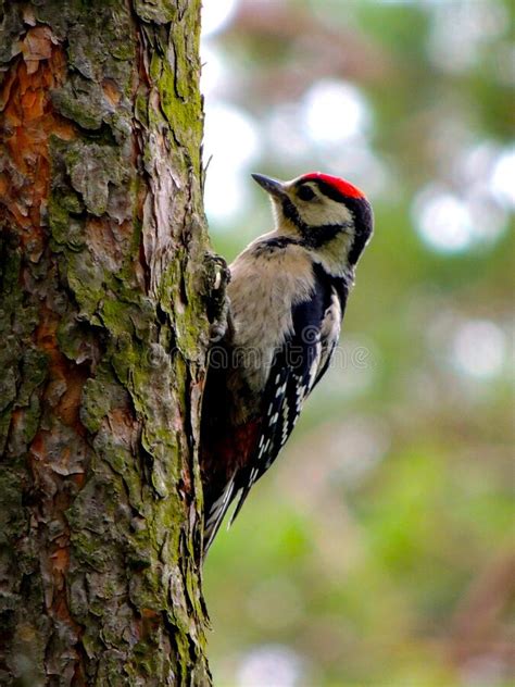 Woodpecker tapping its beak - sound effect