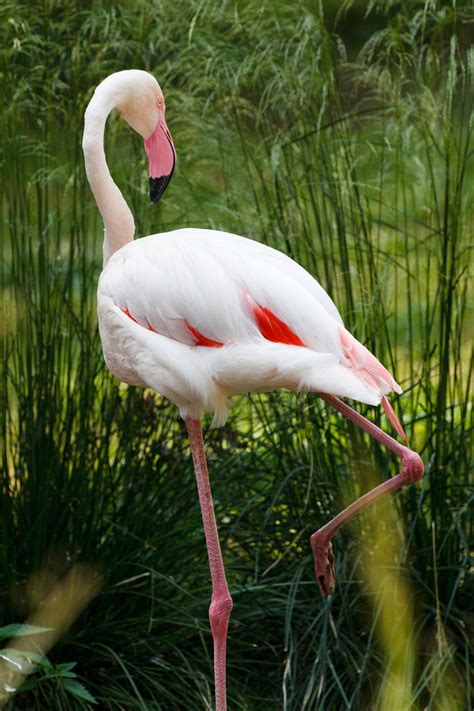 Flamingo bird - sound effect