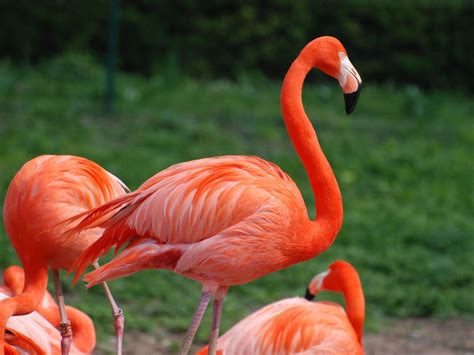 Flamingo bird - sound effect