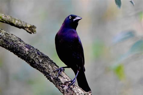 Bird grackles - sound effect