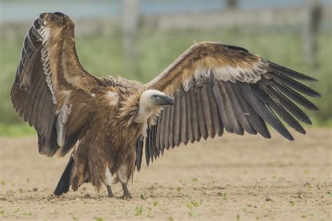 Bird griffon vultures - sound effect