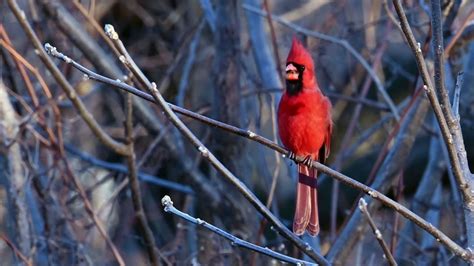 Bird cardinals sings - sound effect