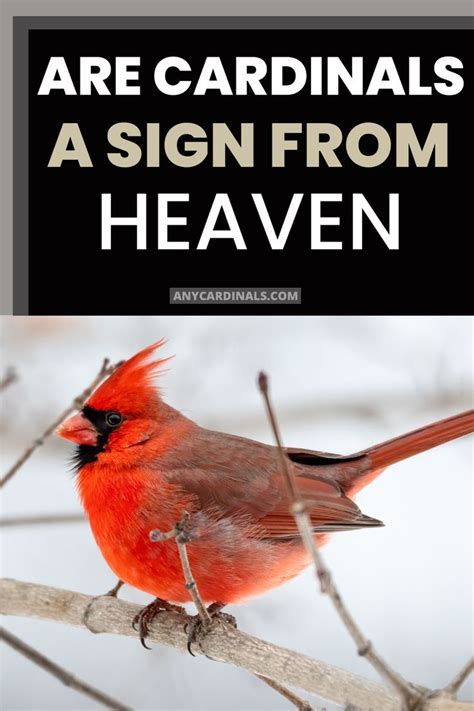 Bird cardinals sings - sound effect