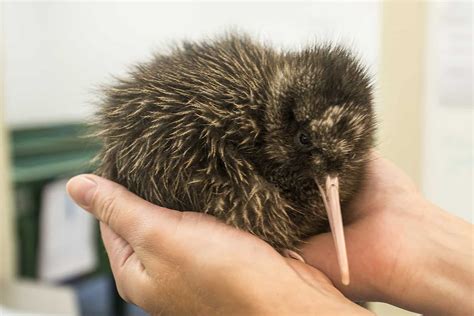 Kiwi bird - sound effect