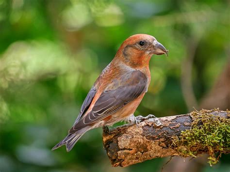 Crossbill bird screaming - sound effect