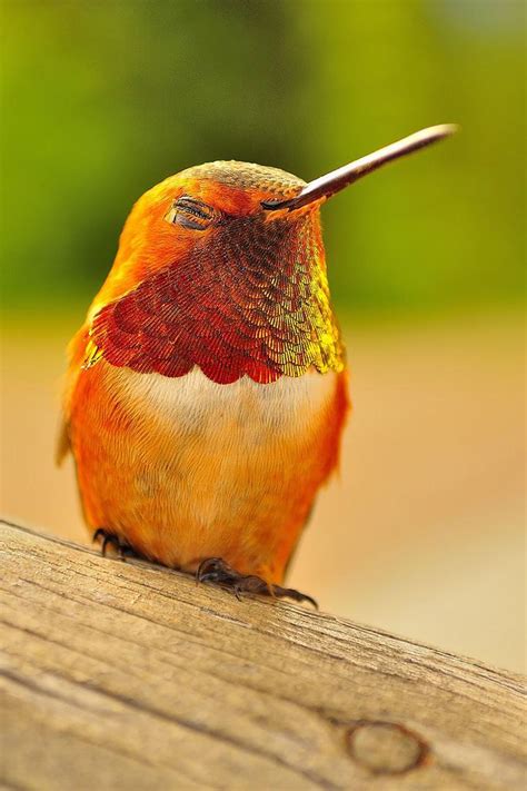 Hummingbird bird, one long trill - sound effect