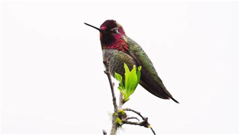 Hummingbird bird, one long trill - sound effect