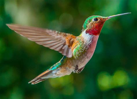 Bird hummingbird - sound effect