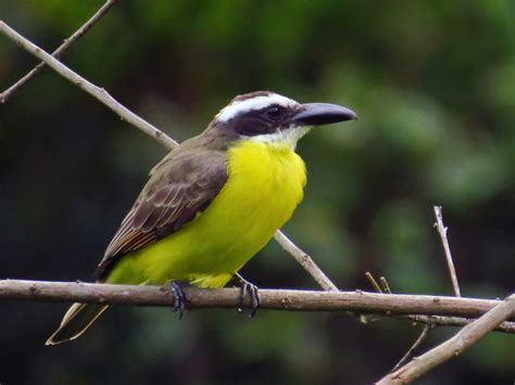 Bird boat-billed flycatcher - sound effect