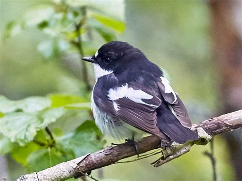 Bird european pied flycatcher - sound effect