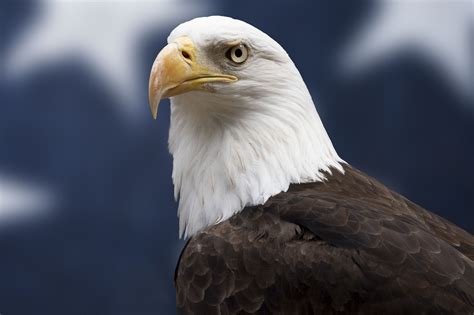 Bird true eagles - sound effect