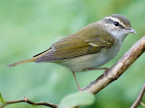 Leaf warbler bird, call of alarm - sound effect