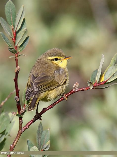 Leaf warbler bird, call of alarm - sound effect