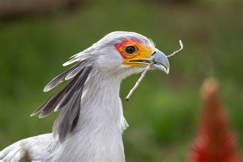 Secretarybird bird - sound effect