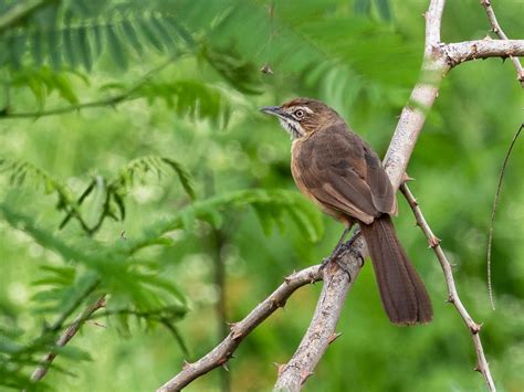 Grass warbler at the forest stream - sound effect