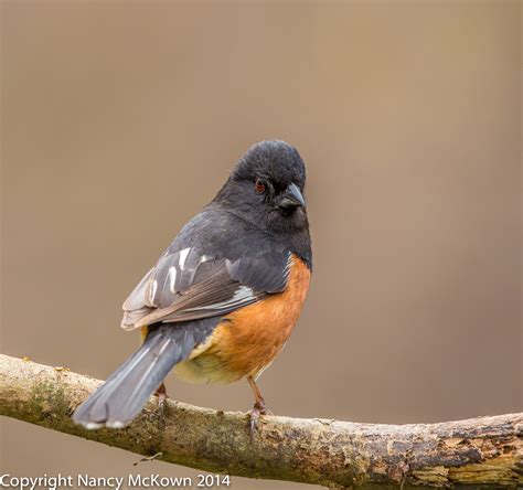 Towhee bird - sound effect