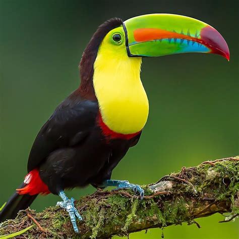 Bird toucans - sound effect