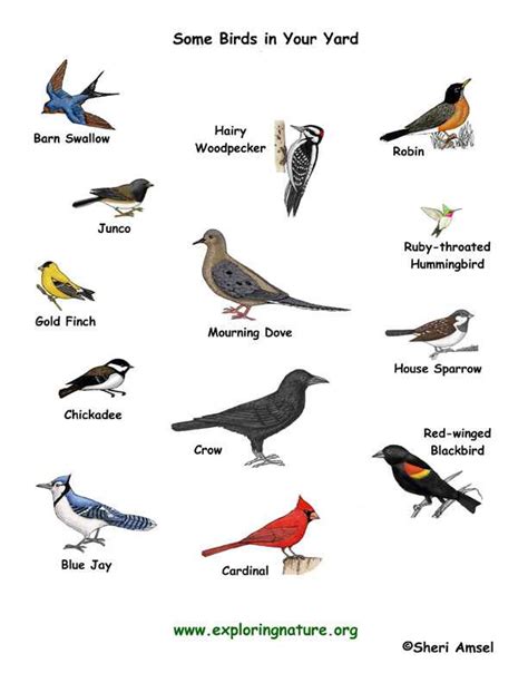 Different birds, general atmosphere, residential area (2) - sound effect