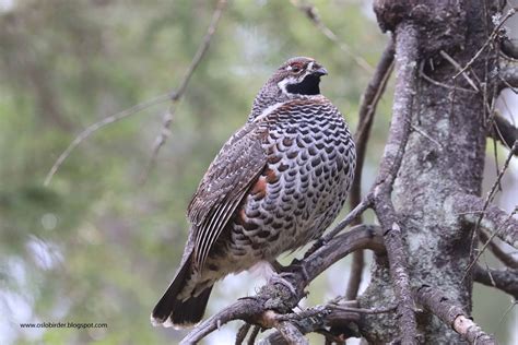 Bird hazel grouse - sound effect