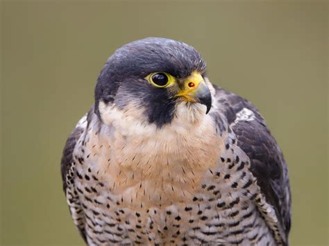 Peregrine falcon - sound effect