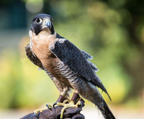 Peregrine falcon - sound effect