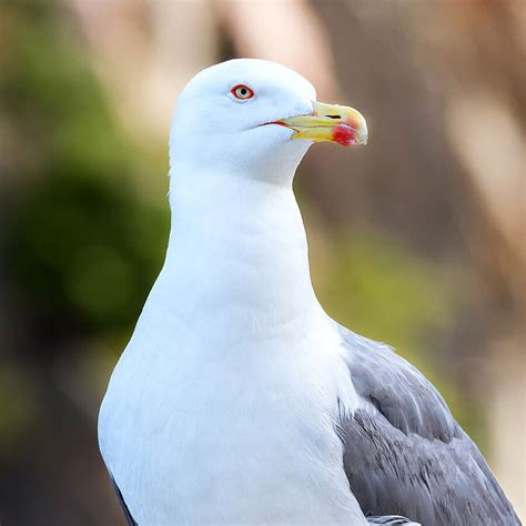 European herring gull - sound effect