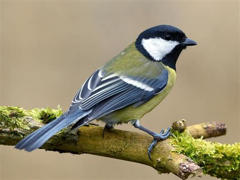 Great tit - sound effect