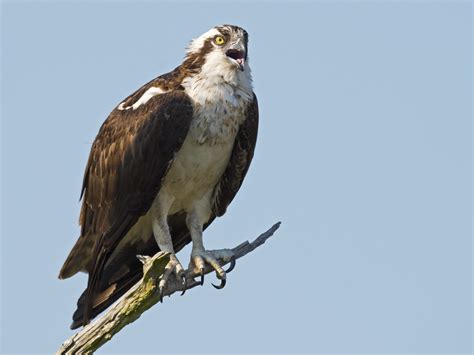 Osprey, bird of prey - sound effect