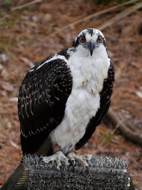 Osprey, bird of prey - sound effect