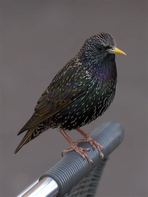 Common starling - sound effect