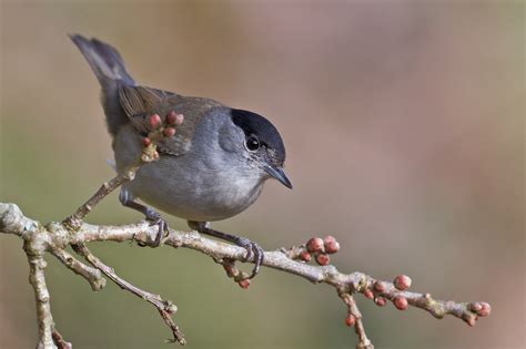 Eurasian blackcap and nightingales at the forest stream - sound effect
