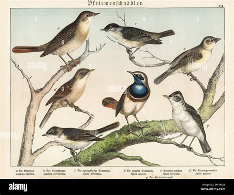 Eurasian blackcap and nightingales at the forest stream - sound effect