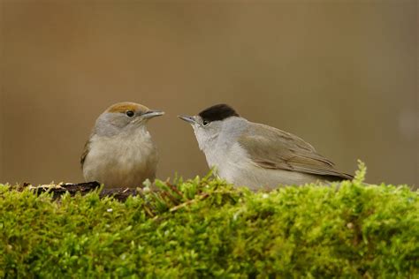 Eurasian blackcap and nightingales - sound effect