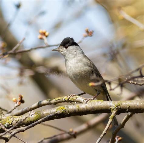 Eurasian blackcap (sylvia atricapilla) - sound effect