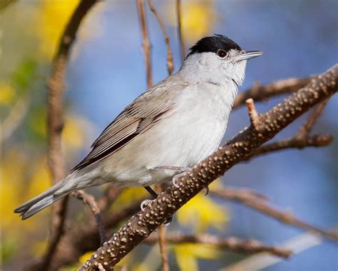 Eurasian blackcap at the forest stream - sound effect