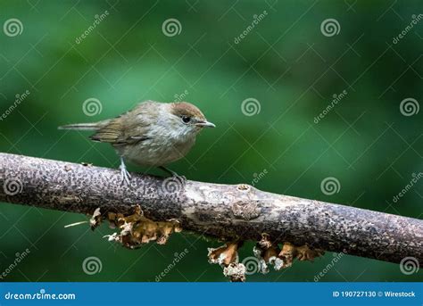 Eurasian blackcap at the forest stream - sound effect