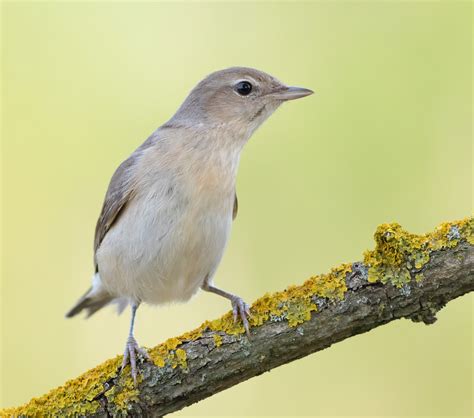 Garden warbler and carduelis at the forest stream - sound effect