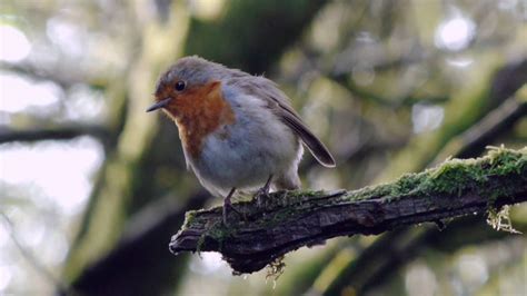Garden warbler, song thrush, common chaffinch and european robin - sound effect