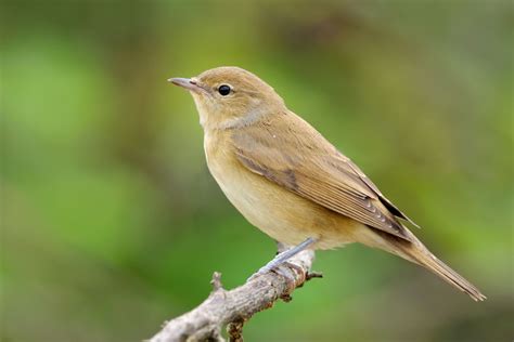 Garden warbler, song thrush, common chaffinch and european robin - sound effect