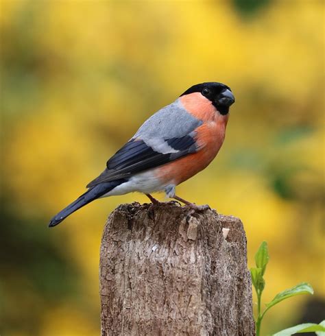 Songbird bullfinch - sound effect