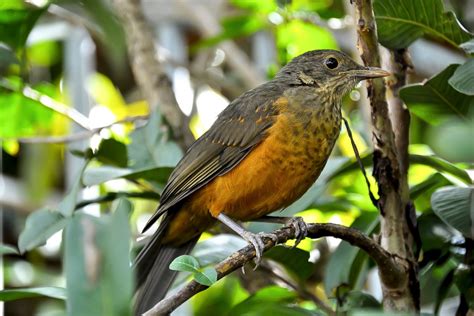 Nightingales and european robin at a forest stream - sound effect