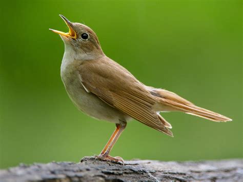 Nightingales singing - sound effect