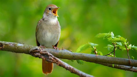 Nightingales singing - sound effect