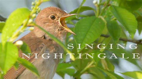 Nightingales sings, chirps - sound effect