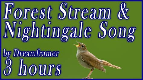 Nightingales by the forest stream - sound effect